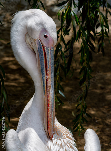 The head of a large pelican cleaning feathers close-up