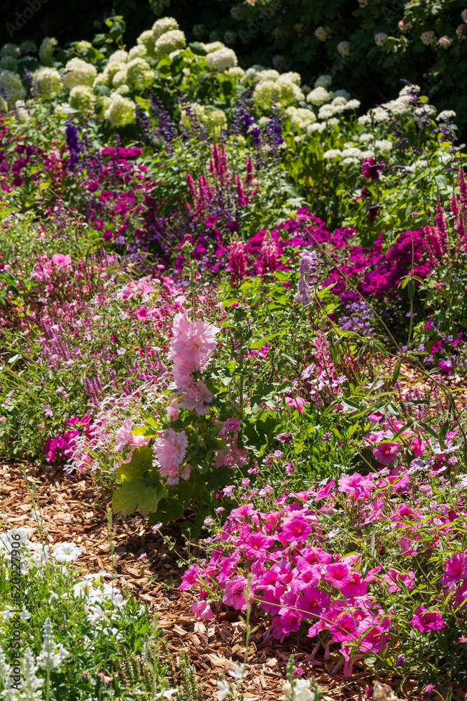 Wide variety of pink flowers in the garden. Photographed in Chaumont sur Loire during the heatwave in July 2022. Wide variety of pink flowers in the garden. Photographed in Chaumont sur Loire during the heatwave in July 2022.