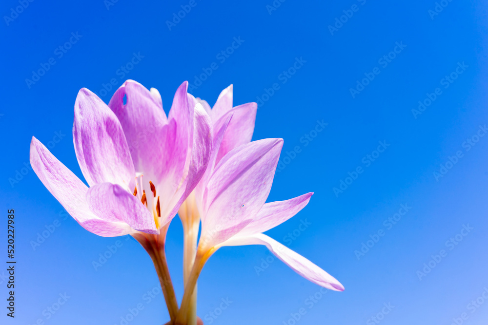 Fototapeta premium Beautiful crocus flower on a blue background. Place for writing