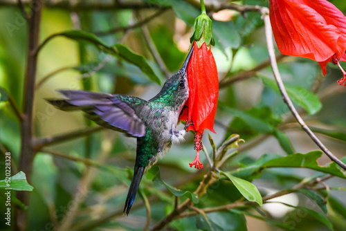 hummingbird on flower - Violet-capped Woodnymph (Thalurania glaucopis)