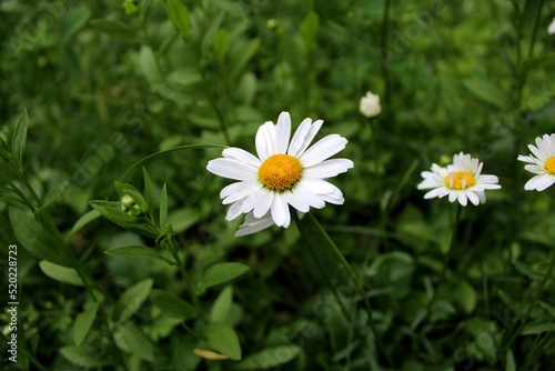 daisy in the grass