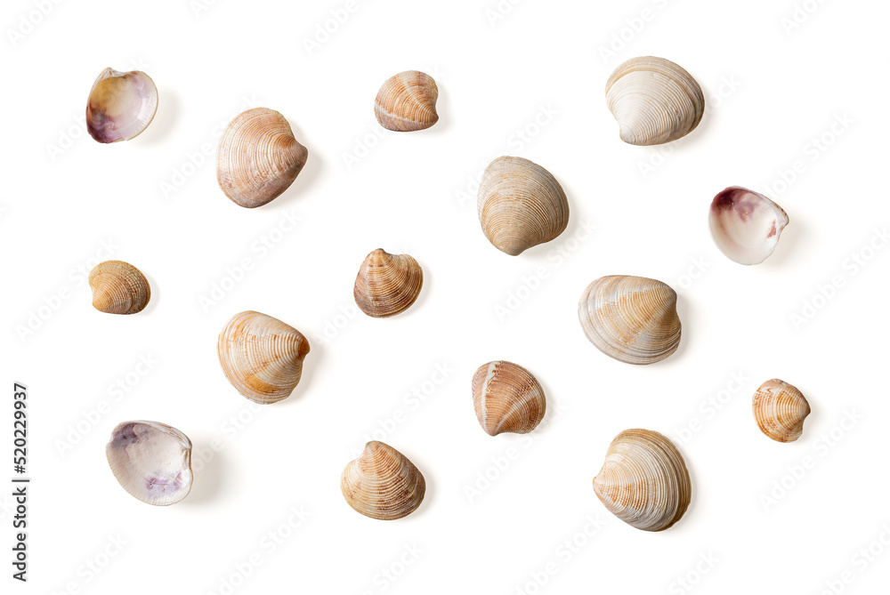 Set of Venus clam empty shells isolated on a white background. Variety of Veneridae bivalve multicolored shells cutout macro. Design element for sea shellfish, saltwater clams, seafood concept. Set of Venus clam empty shells isolated on a white background. Variety of Veneridae bivalve multicolored shells cutout macro. Design element for sea shellfish, saltwater clams, seafood concept.