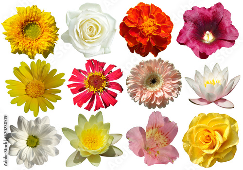 Fototapeta Naklejka Na Ścianę i Meble -  Collection of flowers of different types and colors isolated on white background.