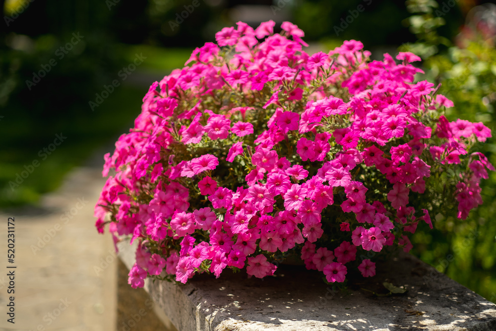 Baskets with pink petunia flowers in the courtyard of the house. Petunia flower in an ornamental plant.