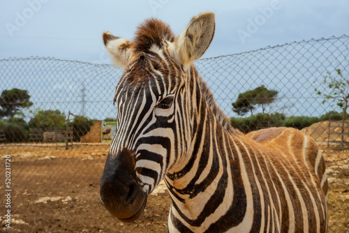 Zebra zbliżenie, portret, zwierzę stoi i patrzy w kamerę.  #520231720