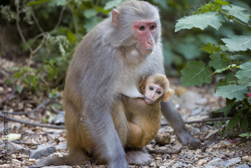 mother and baby monkeys