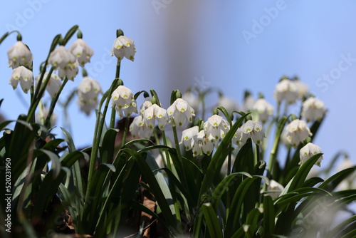 Leucojum vernum, called the spring snowflake  Swabian Alps  Germany photo