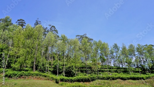 Beautiful landscapes from Ooty. photo