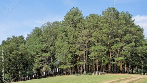 Beautiful landscapes from Ooty. photo