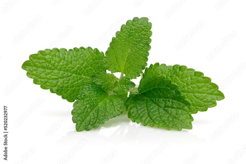 Bunch of lemon balm isolated on white background