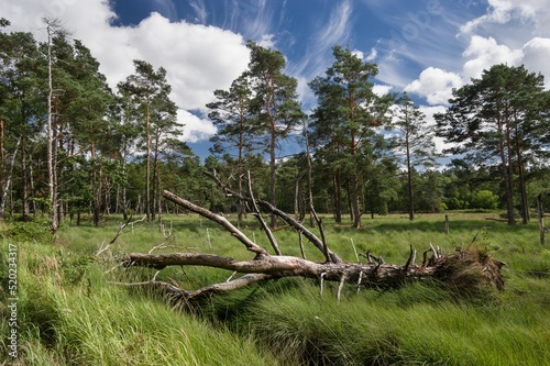 Offene Flächen im Schnaakenmoor Hamburg Rissen photo