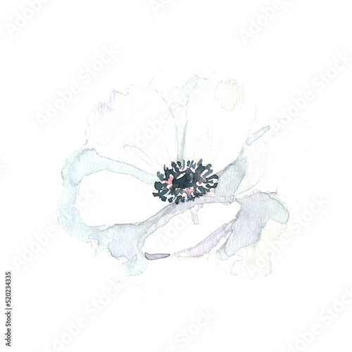 Watercolor floral single isolated illustration. White anemone,peony,rose. Rustic,woodland forest, shabby chic, botanical diy element,create flower wreath,frame, wedding stationery, rsvp, save the date