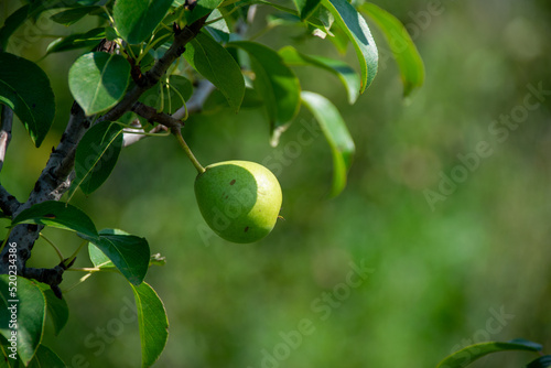 green pear hanging on a branch on a sunny day photo