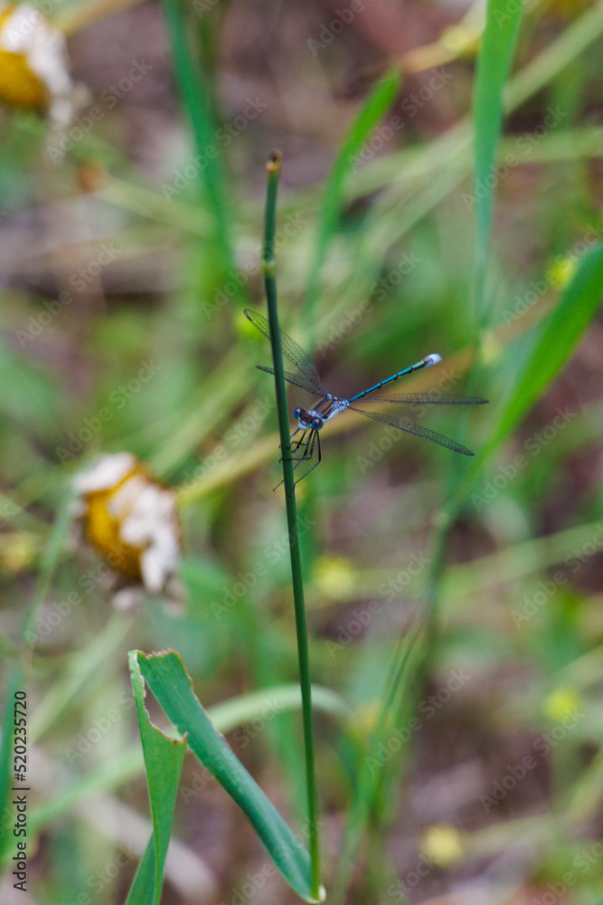 damselfly on stem damselfly on stem