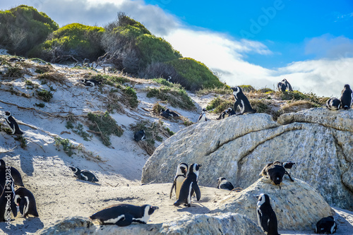 African cape or jackass penguin colony at boulders beach in Simon's town cape town