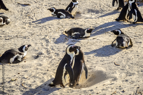 African cape or jackass penguin colony at boulders beach in Simon's town cape town