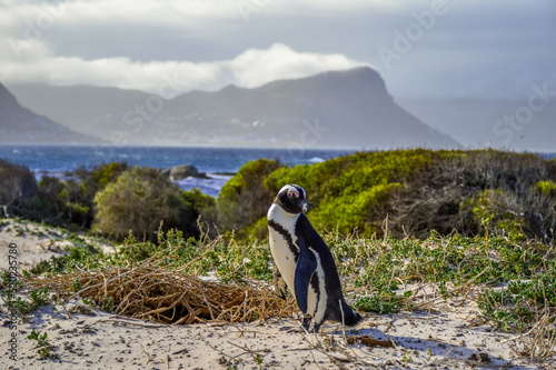 An African cape penguin isolated on white sands of boulder's beach cape town