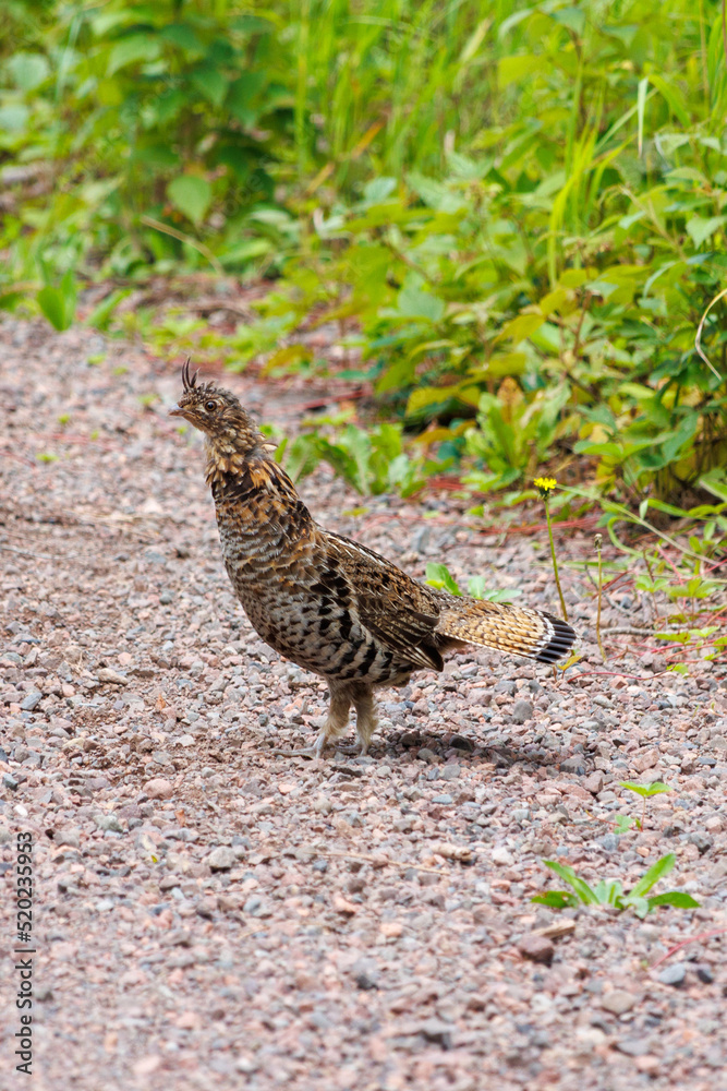 Grouse Grouse