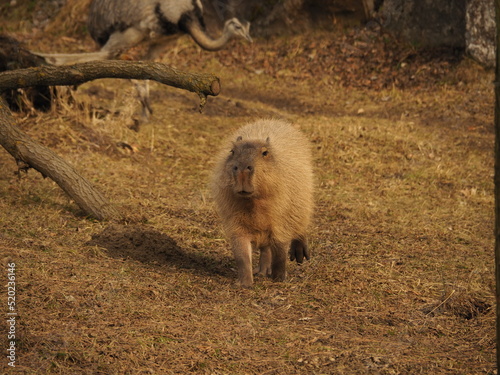 Biegnąca kapibara na trawie photo