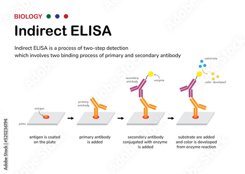 Biological diagram explain process of indirect ELISA as the two step detection of antibody and antigen photo