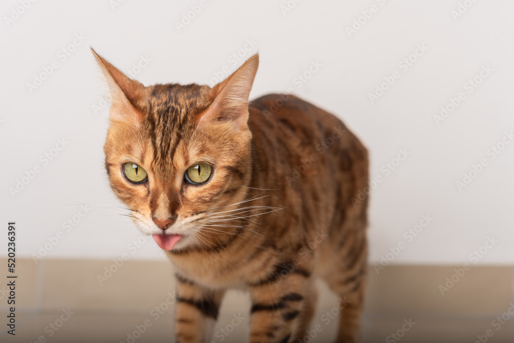 Domestic cat made a crazy muzzle and shows tongue.