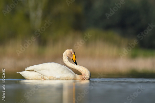 Photos whooper swan