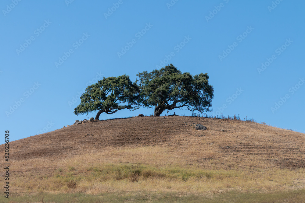 Obraz premium 2 California live oak tree stand tall on the cress of a hill. Branches and green leavings are growing up. A golden colored grass hilly field is below them. A blue sky is behind them.