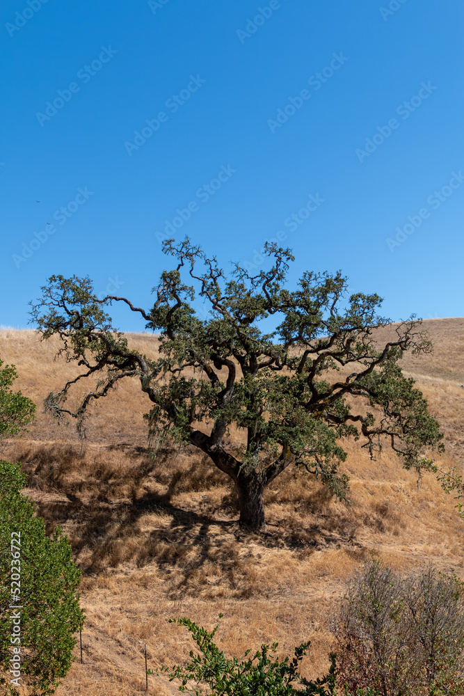 A large California oak tree is growing on a hillside of golden dry grass. A blue sky is in the background. A large California oak tree is growing on a hillside of golden dry grass. A blue sky is in the background.