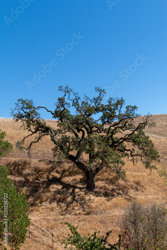 A large California oak tree is growing on a hillside of golden dry grass. A blue sky is in the background.