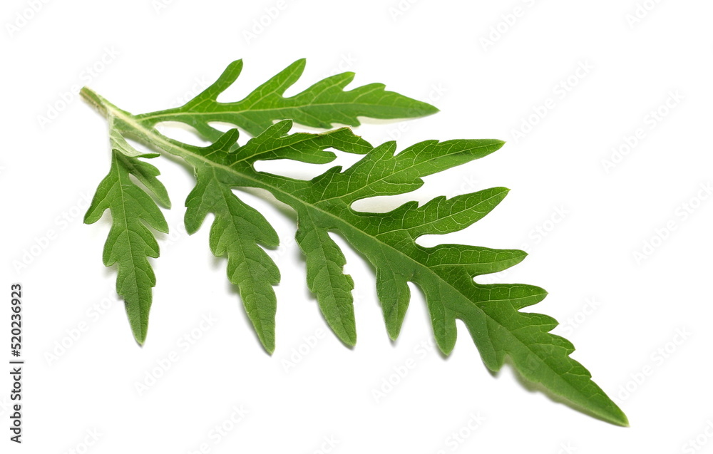 Fresh common Ragweed leaf (Ambrosia artemisiifolia) isolated on white Fresh common Ragweed leaf (Ambrosia artemisiifolia) isolated on white