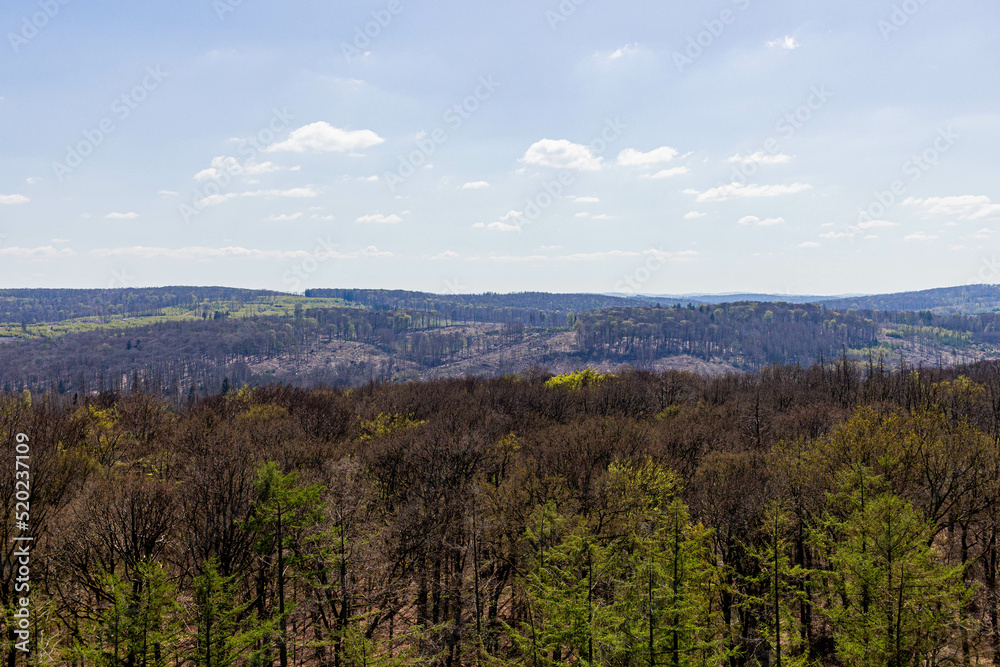 landscape with trees landscape with trees