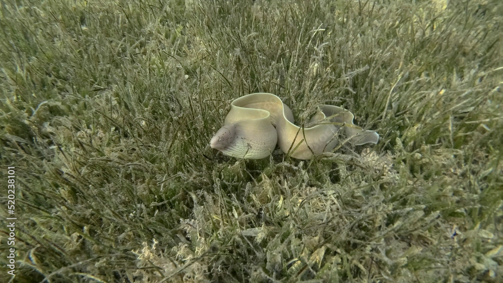 Fototapeta premium Close-up of Moray lie in green seagrass. Geometric moray or Grey Moray (Gymnothorax griseus) on Seagrass Zostera. Red sea, Egypt