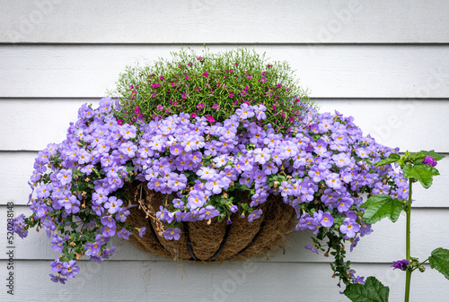Purple flowers in a wicker basket hanging on white wooden wall. Vintage house decor. 