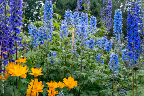 Bild auf Leinwand Blue flowers of Delphinium dictiocarpum (larkspur) and orange flowers of Golden Queen (globeflower, Trollius ledebouri), blooming in the garden