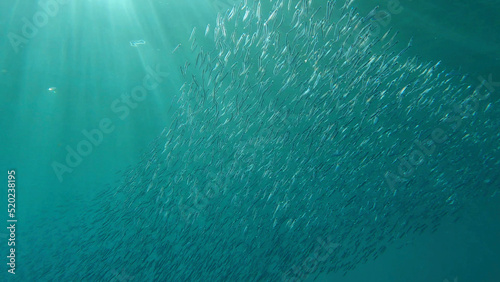 Canvastavla Large school of small fish swims under surface of water in the sun rays on dawn