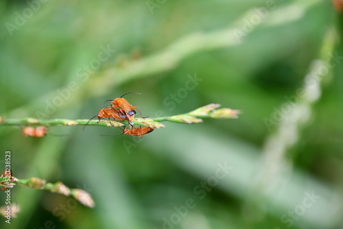 Rhagonycha fulva,  red soldier beetle,  the bloodsucker beetle, the hogweed bonking beetle, Kilkenny, Ireland photo