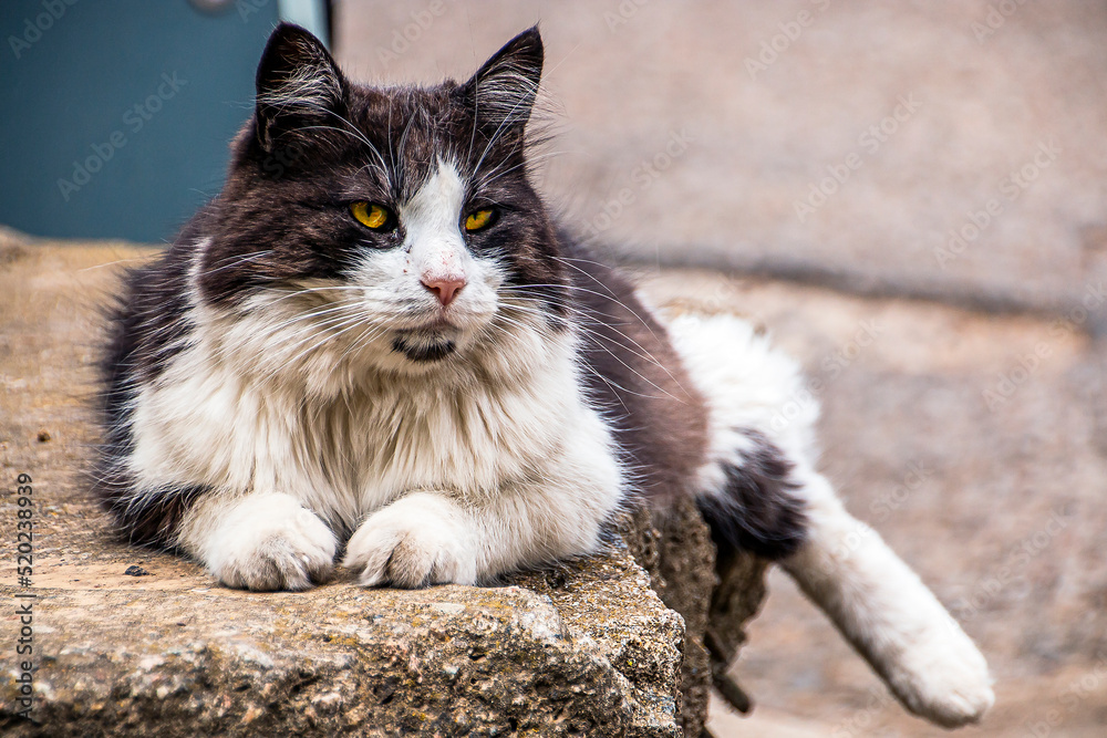 Beautiful black and white cat imposingly and majestically lies on the pavement Beautiful black and white cat imposingly and majestically lies on the pavement