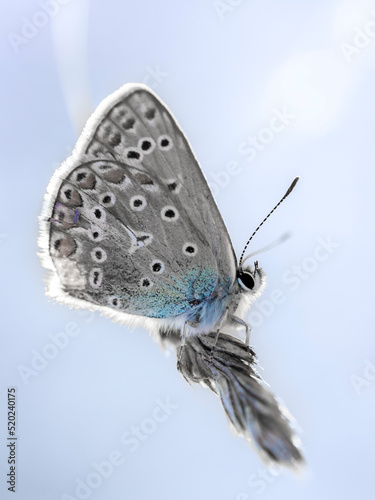 szary motyl na błękitnym tle czarne oczy