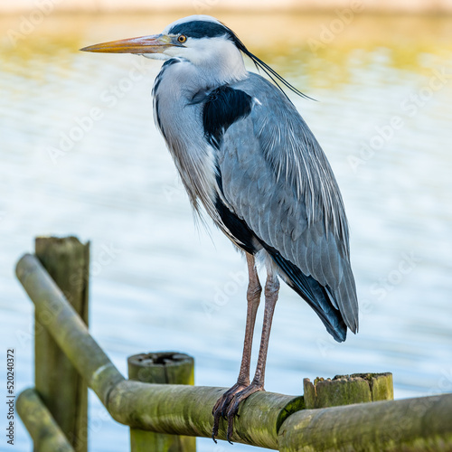 Εκτύπωση καμβά grey heron ardea cinerea
