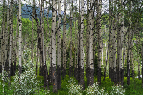Grove of birch trees growing along the Bow Valley Parkway in Banff National Park Canada