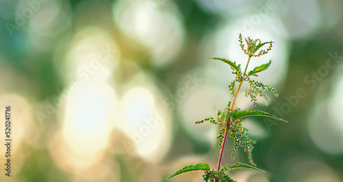 Green nettle with flowers on a background of defocused leaves and grass
