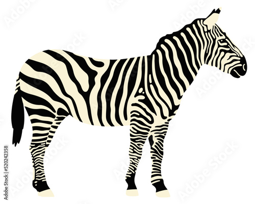 standing zebra vector illustration