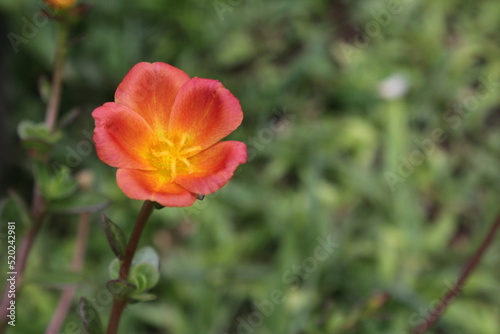 Orange flowers of Portulaca sp.