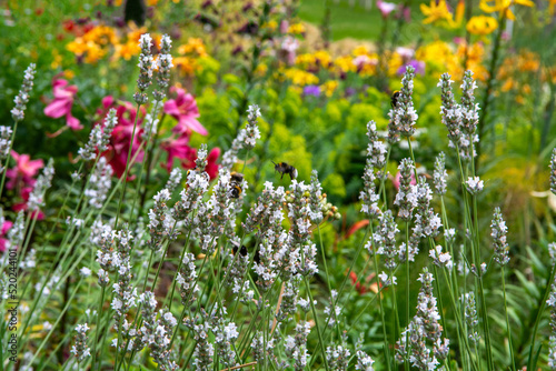 flowers in the field. Lavender in the summer garden