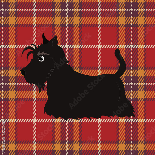 Cute black scottish terrier on tartan background.
