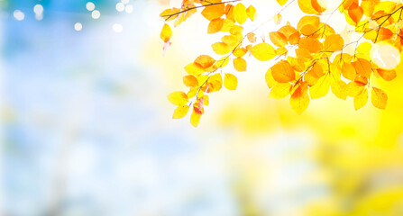 Vibrant fall foliage