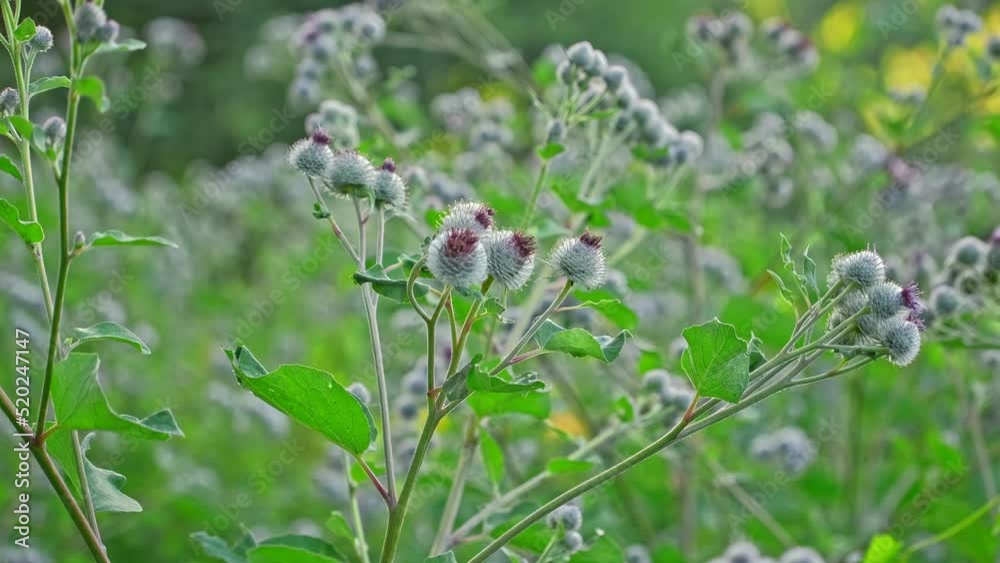 Group of Arcticum Burdock Plants with Sharp Hooks on Ripe Burs Growing on Meadow Group of Arcticum Burdock Plants with Sharp Hooks on Ripe Burs Growing on Meadow