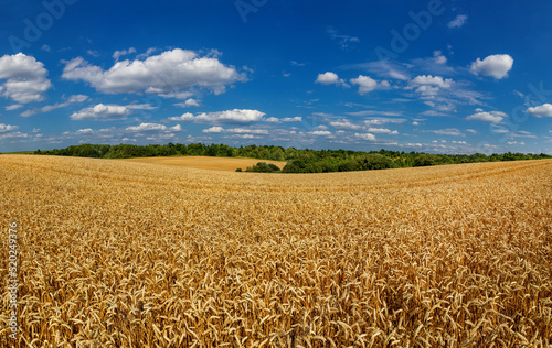 Wheat field under blue sky. Rich harvest theme. Rural landscape with ripe golden wheat. The global problem of grain in the world.