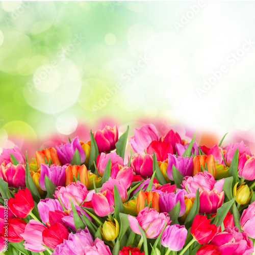Fototapeta Naklejka Na Ścianę i Meble -  bouquet of pink, purple and red tulips