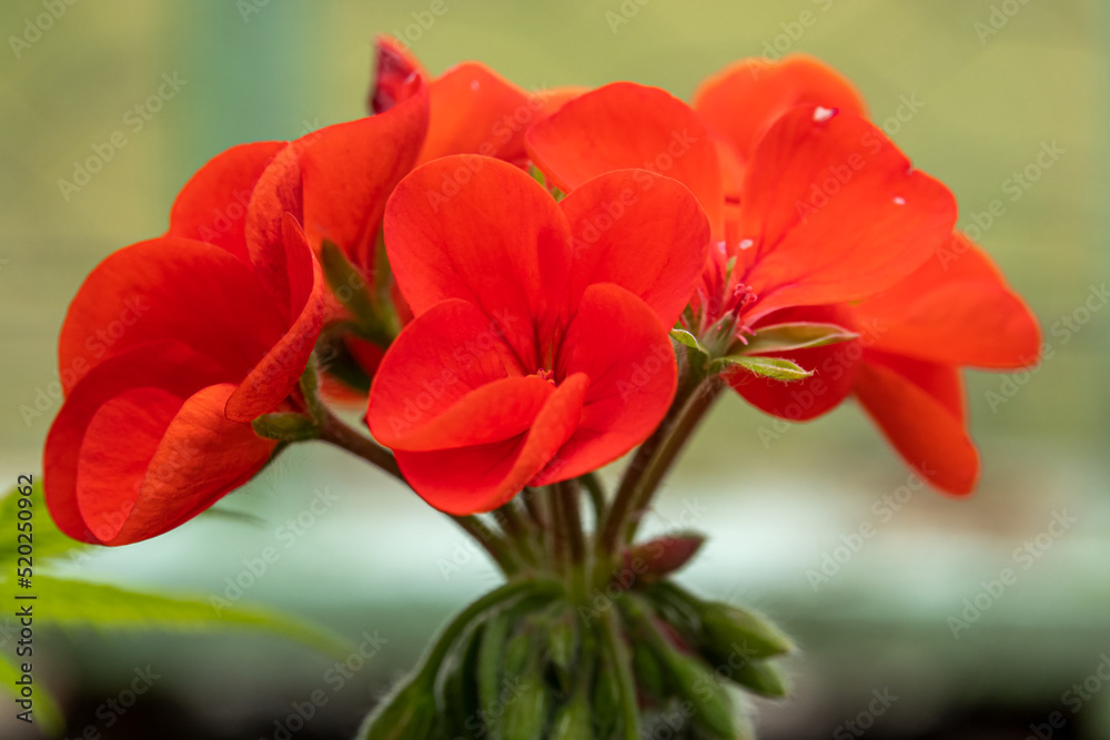 detailed close up of geranium 'Best Red' F1 hybrid detailed close up of geranium 'Best Red' F1 hybrid
